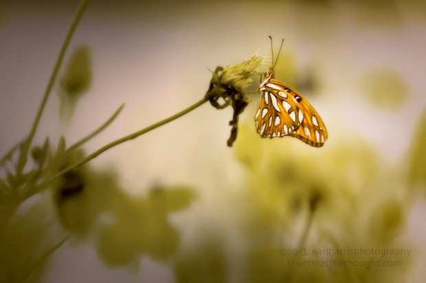 "Butterfly Sunshine (reworked)" [Click the image to enlarge/reduce its size.] Nikon D800, ISO 400, f/1.8 at 1/1000 sec., 85 mm